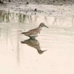 Calidris melanotos (Pectoral Sandpiper) at Fyshwick, ACT - 22 Nov 2019 by RodDeb