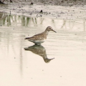 Calidris melanotos at Fyshwick, ACT - 22 Nov 2019