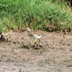 Calidris melanotos at Fyshwick, ACT - 22 Nov 2019