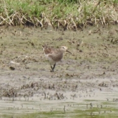 Calidris melanotos at Fyshwick, ACT - 22 Nov 2019