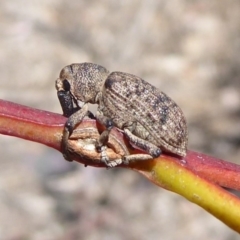 Rhinaria sp. (genus) (Unidentified Rhinaria weevil) at Mount Mugga Mugga - 18 Nov 2019 by Christine