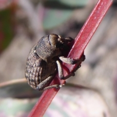 Rhinaria sp. (genus) at Symonston, ACT - 18 Nov 2019 12:20 PM