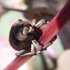 Rhinaria sp. (genus) at Symonston, ACT - 18 Nov 2019 12:20 PM