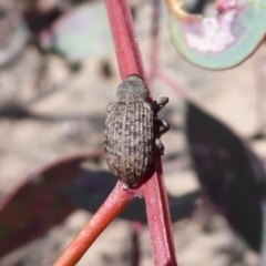 Rhinaria sp. (genus) at Symonston, ACT - 18 Nov 2019 12:20 PM