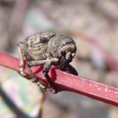 Rhinaria sp. (genus) at Symonston, ACT - 18 Nov 2019