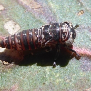 Cicadellidae (family) at Symonston, ACT - 18 Nov 2019