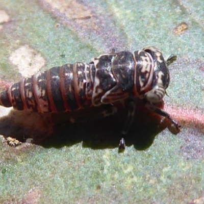 Cicadellidae (family) (Unidentified leafhopper) at Mount Mugga Mugga - 18 Nov 2019 by Christine