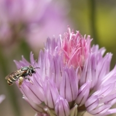 Lipotriches (Austronomia) phanerura (Halictid Bee) at QPRC LGA - 17 Nov 2019 by cherylhodges