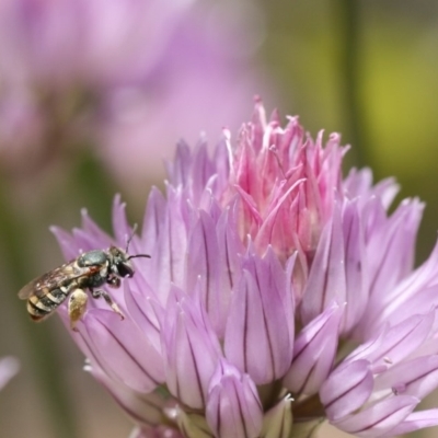 Lipotriches (Austronomia) phanerura (Halictid Bee) at Jerrabomberra, NSW - 17 Nov 2019 by cherylhodges