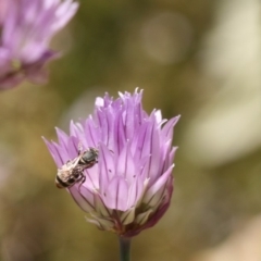 Lipotriches (Austronomia) phanerura at Jerrabomberra, NSW - 17 Nov 2019 01:08 PM