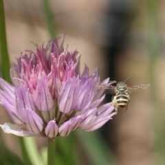 Lipotriches (Austronomia) phanerura at Jerrabomberra, NSW - 17 Nov 2019 01:08 PM