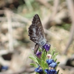 Theclinesthes serpentata (Saltbush Blue) at Dunlop, ACT - 19 Nov 2019 by CathB