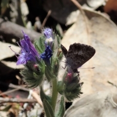 Theclinesthes serpentata at Dunlop, ACT - 19 Nov 2019