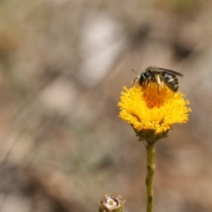 Lasioglossum (Chilalictus) sp. (genus & subgenus) (Halictid bee) at QPRC LGA - 15 Nov 2019 by cherylhodges