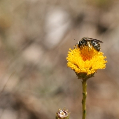 Lasioglossum (Chilalictus) sp. (genus & subgenus) (Halictid bee) at QPRC LGA - 15 Nov 2019 by cherylhodges