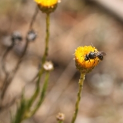 Lasioglossum (Chilalictus) sp. (genus & subgenus) at Queanbeyan West, NSW - 16 Nov 2019