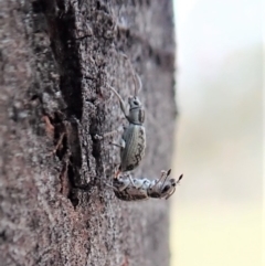 Titinia tenuis (Titinia weevil) at Aranda Bushland - 1 Nov 2019 by CathB