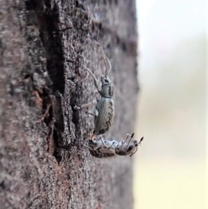 Titinia tenuis at Dunlop, ACT - 2 Nov 2019 10:42 AM