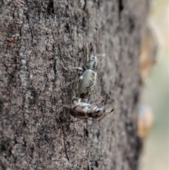 Titinia tenuis at Dunlop, ACT - 2 Nov 2019 10:42 AM