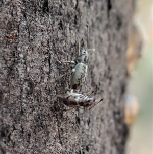 Titinia tenuis at Dunlop, ACT - 2 Nov 2019 10:42 AM