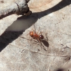 Melophorus sp. (genus) (Furnace ant) at Mount Painter - 13 Nov 2019 by CathB