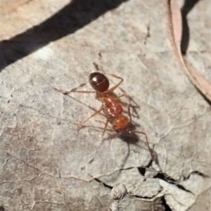 Melophorus sp. (genus) at Dunlop, ACT - 13 Nov 2019 11:23 AM