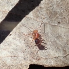 Melophorus sp. (genus) at Dunlop, ACT - 13 Nov 2019