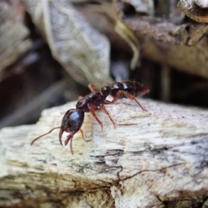 Amblyopone australis at Cook, ACT - 20 Nov 2019 09:50 AM