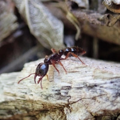 Amblyopone australis (Slow Ant) at Cook, ACT - 20 Nov 2019 by CathB