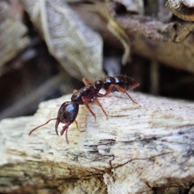Amblyopone australis (Slow Ant) at Cook, ACT - 19 Nov 2019 by CathB