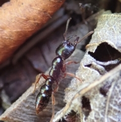 Amblyopone australis at Cook, ACT - 20 Nov 2019 09:50 AM