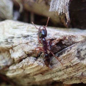 Amblyopone australis at Cook, ACT - 20 Nov 2019 09:50 AM