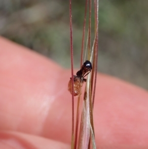 Tiphiidae (family) at Dunlop, ACT - 20 Nov 2019 10:52 AM