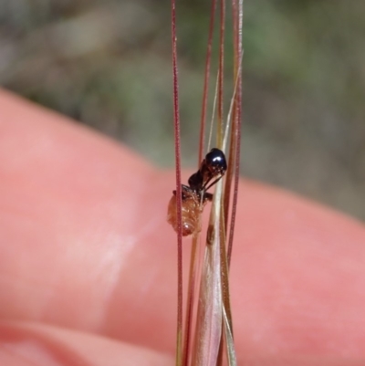 Tiphiidae (family) (Unidentified Smooth flower wasp) at Mount Painter - 19 Nov 2019 by CathB