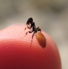 Tiphiidae (family) at Dunlop, ACT - 20 Nov 2019 10:52 AM