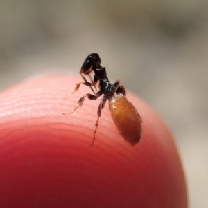 Tiphiidae (family) at Dunlop, ACT - 20 Nov 2019 10:52 AM