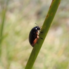 Arsipoda holomelaena (Red-legged flea beetle) at Cook, ACT - 17 Nov 2019 by CathB
