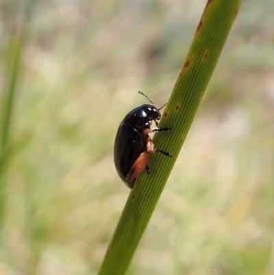 Arsipoda holomelaena (Red-legged flea beetle) at Mount Painter - 17 Nov 2019 by CathB