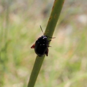 Arsipoda holomelaena at Cook, ACT - 17 Nov 2019 12:57 PM