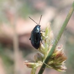 Arsipoda chrysis (Flea beetle) at Aranda Bushland - 19 Nov 2019 by CathB