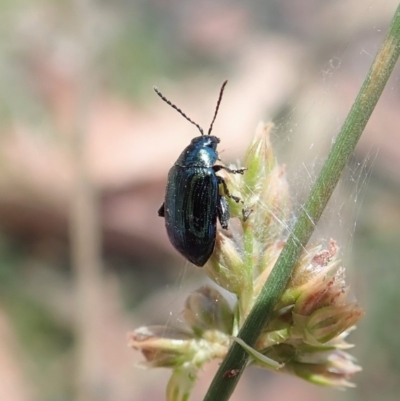 Arsipoda chrysis (Flea beetle) at Aranda Bushland - 19 Nov 2019 by CathB