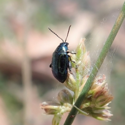Arsipoda chrysis (Flea beetle) at Dunlop, ACT - 19 Nov 2019 by CathB