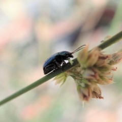 Arsipoda chrysis at Dunlop, ACT - 19 Nov 2019