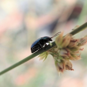 Arsipoda chrysis at Dunlop, ACT - 19 Nov 2019