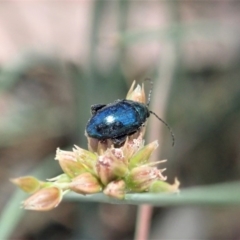 Arsipoda chrysis at Dunlop, ACT - 19 Nov 2019 12:52 PM