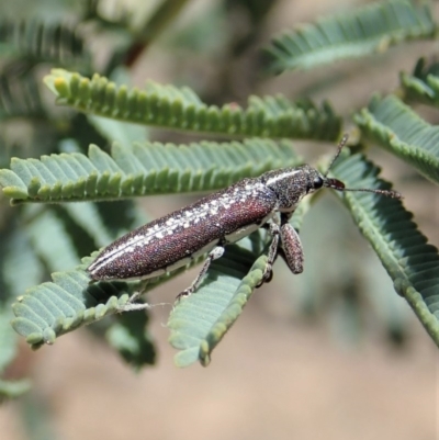 Rhinotia sp. (genus) (Unidentified Rhinotia weevil) at Aranda Bushland - 20 Nov 2019 by CathB