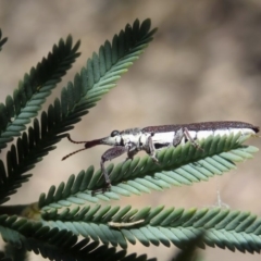 Rhinotia sp. (genus) at Dunlop, ACT - 20 Nov 2019