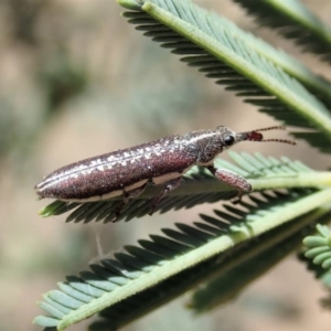 Rhinotia sp. (genus) at Dunlop, ACT - 20 Nov 2019