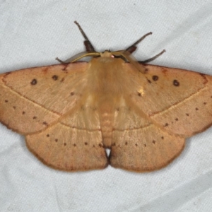 Anthela acuta at Rosedale, NSW - 16 Nov 2019