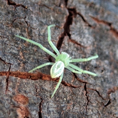 Lehtinelagia sp. (genus) (Flower Spider or Crab Spider) at Dunlop, ACT - 20 Nov 2019 by CathB